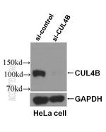 CUL4B Antibody in Western Blot (WB)