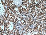 EPHB4 Antibody in Immunohistochemistry (Paraffin) (IHC (P))