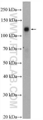 EPHB4 Antibody in Western Blot (WB)