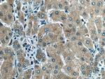 AIFM2 Antibody in Immunohistochemistry (Paraffin) (IHC (P))