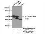 AIFM2 Antibody in Immunoprecipitation (IP)