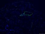 Caldesmon Antibody in Immunohistochemistry (PFA fixed) (IHC (PFA))