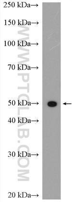 SLC16A4 Antibody in Western Blot (WB)