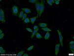 SEC23IP Antibody in Immunocytochemistry (ICC/IF)