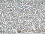 SEC23IP Antibody in Immunohistochemistry (Paraffin) (IHC (P))