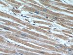 SEC23IP Antibody in Immunohistochemistry (Paraffin) (IHC (P))