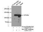 SEC23IP Antibody in Immunoprecipitation (IP)