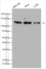 SEC23IP Antibody in Western Blot (WB)