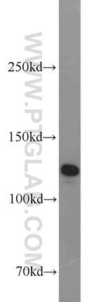 SEC23IP Antibody in Western Blot (WB)