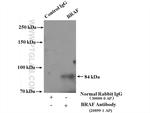 BRAF Antibody in Immunoprecipitation (IP)