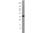 NAG-1 Antibody in Western Blot (WB)