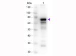 Transferrin Antibody in Western Blot (WB)