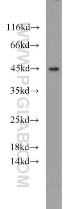 C3orf21 Antibody in Western Blot (WB)