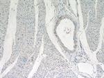 WDR37 Antibody in Immunohistochemistry (Paraffin) (IHC (P))