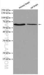 WDR37 Antibody in Western Blot (WB)