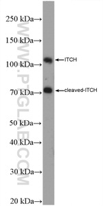 ITCH Antibody in Western Blot (WB)