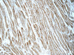 PTAFR Antibody in Immunohistochemistry (Paraffin) (IHC (P))