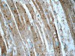 PTAFR Antibody in Immunohistochemistry (Paraffin) (IHC (P))