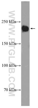 LAMC1 Antibody in Western Blot (WB)