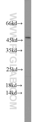 BEND5 Antibody in Western Blot (WB)