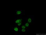 PHIP Antibody in Immunocytochemistry (ICC/IF)