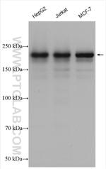 PHIP Antibody in Western Blot (WB)