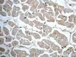 DPCD Antibody in Immunohistochemistry (Paraffin) (IHC (P))