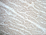 DPCD Antibody in Immunohistochemistry (Paraffin) (IHC (P))