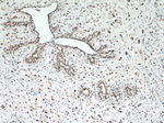 C1orf83 Antibody in Immunohistochemistry (Paraffin) (IHC (P))