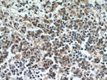 ABHD14B Antibody in Immunohistochemistry (Paraffin) (IHC (P))