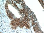 ABHD14B Antibody in Immunohistochemistry (Paraffin) (IHC (P))