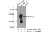 DNMT3A Antibody in Immunoprecipitation (IP)