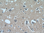 C1orf50 Antibody in Immunohistochemistry (Paraffin) (IHC (P))