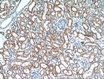 C1orf50 Antibody in Immunohistochemistry (Paraffin) (IHC (P))