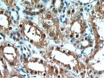 C1orf50 Antibody in Immunohistochemistry (Paraffin) (IHC (P))