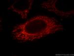 MRPP3 Antibody in Immunocytochemistry (ICC/IF)