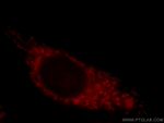 MRPP3 Antibody in Immunocytochemistry (ICC/IF)