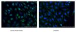 HIF1a Antibody in Immunocytochemistry (ICC/IF)