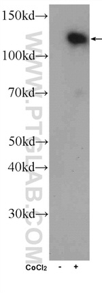 HIF1a Antibody in Western Blot (WB)