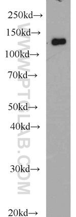 Raptor Antibody in Western Blot (WB)