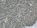 DEPDC6/Deptor Antibody in Immunohistochemistry (Paraffin) (IHC (P))