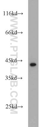 DEPDC6/Deptor Antibody in Western Blot (WB)