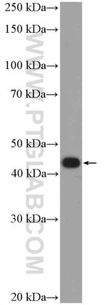 PDX1 Antibody in Western Blot (WB)