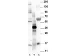 NAG-1 Antibody in Western Blot (WB)