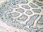 MC3R Antibody in Immunohistochemistry (Paraffin) (IHC (P))