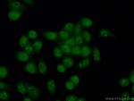 PML Antibody in Immunocytochemistry (ICC/IF)