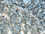 CD37 Antibody in Immunohistochemistry (Paraffin) (IHC (P))