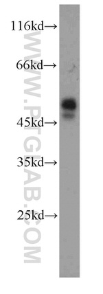 CD37 Antibody in Western Blot (WB)