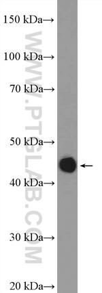 CD37 Antibody in Western Blot (WB)