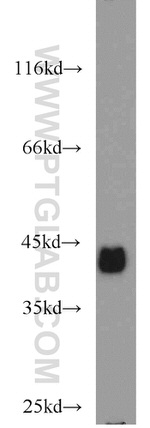 EPCAM Antibody in Western Blot (WB)